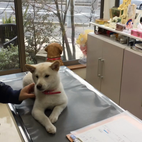 白柴とみちゃん 2回目ワクチンへ行くの画像