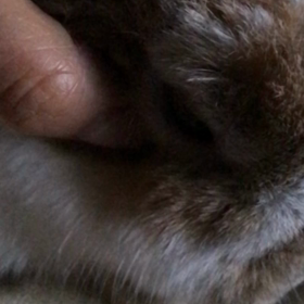 ご機嫌とりの画像