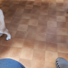 我が家の冷蔵庫を心配する犬の画像