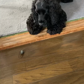 じじちゃん　名誉挽回の画像