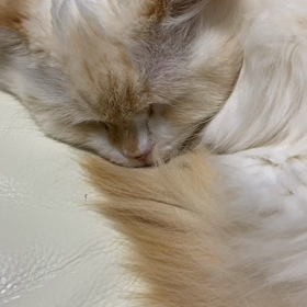 乙女のいびきの画像