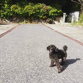 飽きもせず必死ですの画像