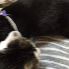 集まってきたの画像