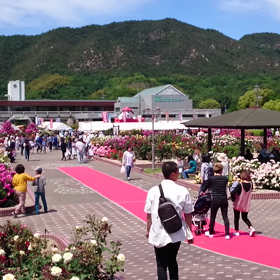 今治市吉海町、よしうみバラ公園。～(^-^)/の画像
