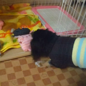 シュシュとピンクちゃんの画像