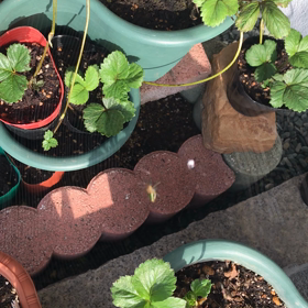 蜘蛛の巣作りの画像