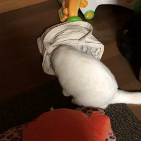 (=^ェ^=)ニャーの画像