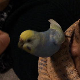 妻は私(⌒-⌒; )の画像