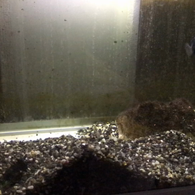 ブルータイガーパロット 産卵 6日目の画像