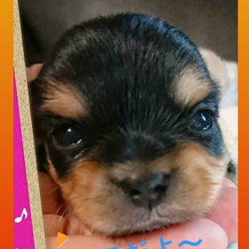 お殿様⁉️の画像