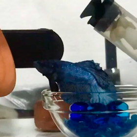 人間みたいなBerry君とっぷりの画像