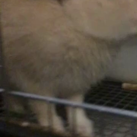 今日の小梅ちゃんの画像