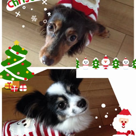 イブの日!٩(ˊᗜˋ*)وの画像