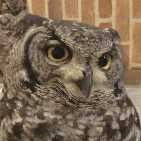 ジンの頭ぐるーんの画像