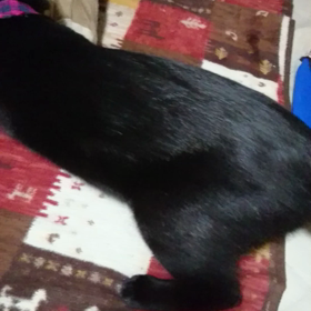 マロンの遊びの画像