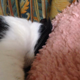 にゃんこの画像