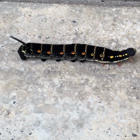 発見！！の画像