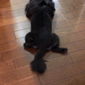 2019年9月5日   ルナの耳の画像