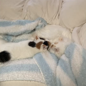 くっつき過ぎの画像