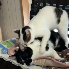 次の去勢猫はサニーの画像