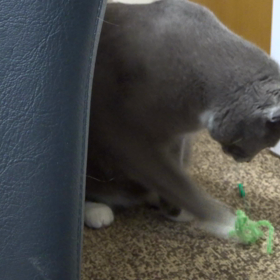 ひとり上手なグリ (≖͞_≖̥)の画像