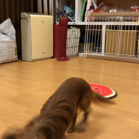 少しねf^_^;の画像