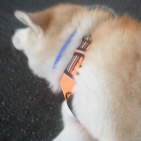 なんか久しぶりの5km散歩でした。未来丸は相変わらずヤル気に無し‼️「歩きたくない❗」と見つめの画像