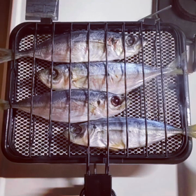 ４鯵２猫の画像