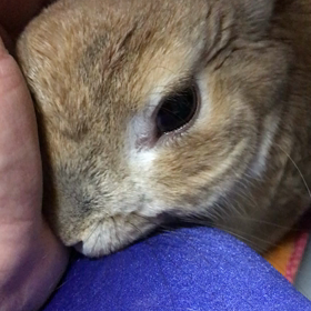 ナデナデ。の画像