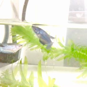 エラから泡、口から泡(ベタの幼魚)の画像