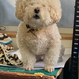 くっきーの画像