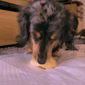 初めまして。パレットと申しますの画像