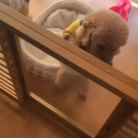 チュパ  LiSAキャンカワの画像