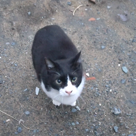 ♡ちゅーる待ち♡の画像