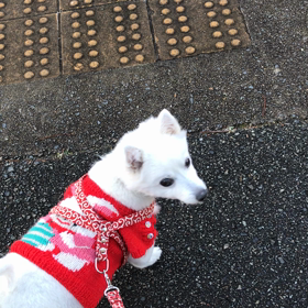 朝の散歩の画像