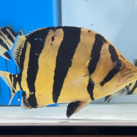 バスケットボール型シャムタイガー！の画像