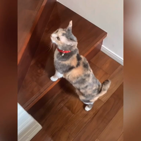 猫って階段登るの苦手？の画像