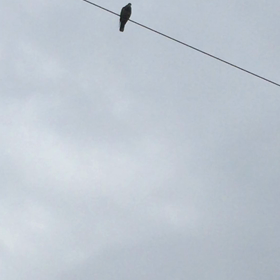 声のヌシ見つけるの画像