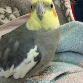 おしゃべりオカメちゃんの画像