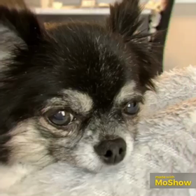 愛犬チョコの画像