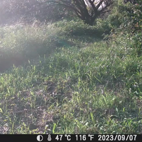 すぎぴたんの事件簿シーズン3　385話（ひょっこりはん、野鳥は誰？）の画像