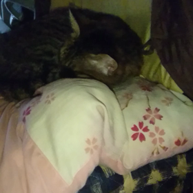 クレアちゃん呑気にお昼寝の画像