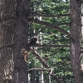 春なのねの画像