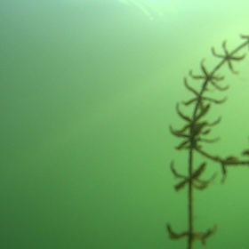 保存用S-STICK 水中バイトシーンの画像