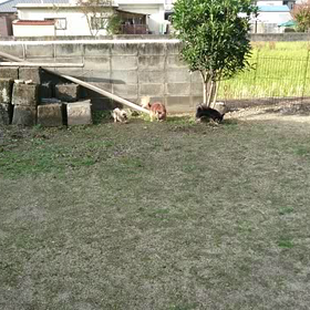 久々のドッグラン。の画像