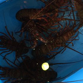 お盆前の朝市！の画像