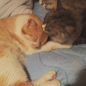 猫との毎日の画像