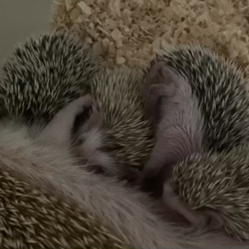 2021.05.01.生まれの、ハリネズミBaby✨の画像