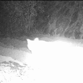 すぎぴたんの事件簿　シーズン２　１９８話（くるぅ～、きっと、くるぅ～、夜も猫くるぅ～）の画像