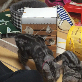 付録にハマってる姉妹の画像